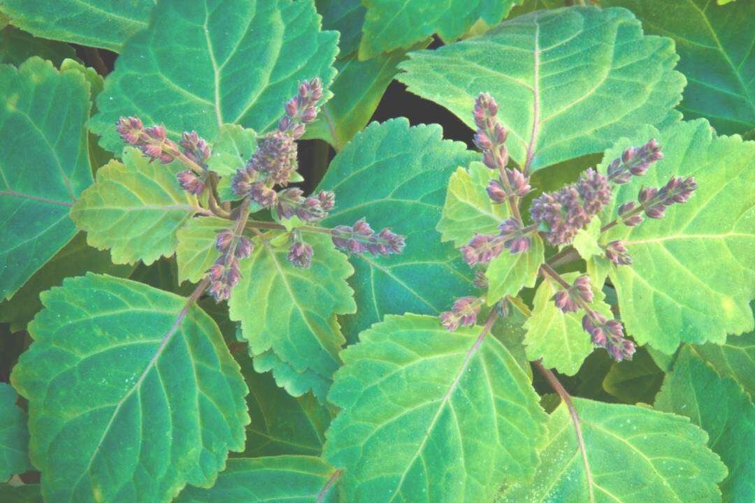 Pachulí (Pogostemon cablin Benth.)