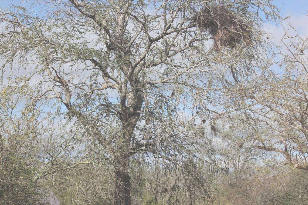 Palo Santo (Guayaco) (Bulnesia sarmientoi Lorentz)