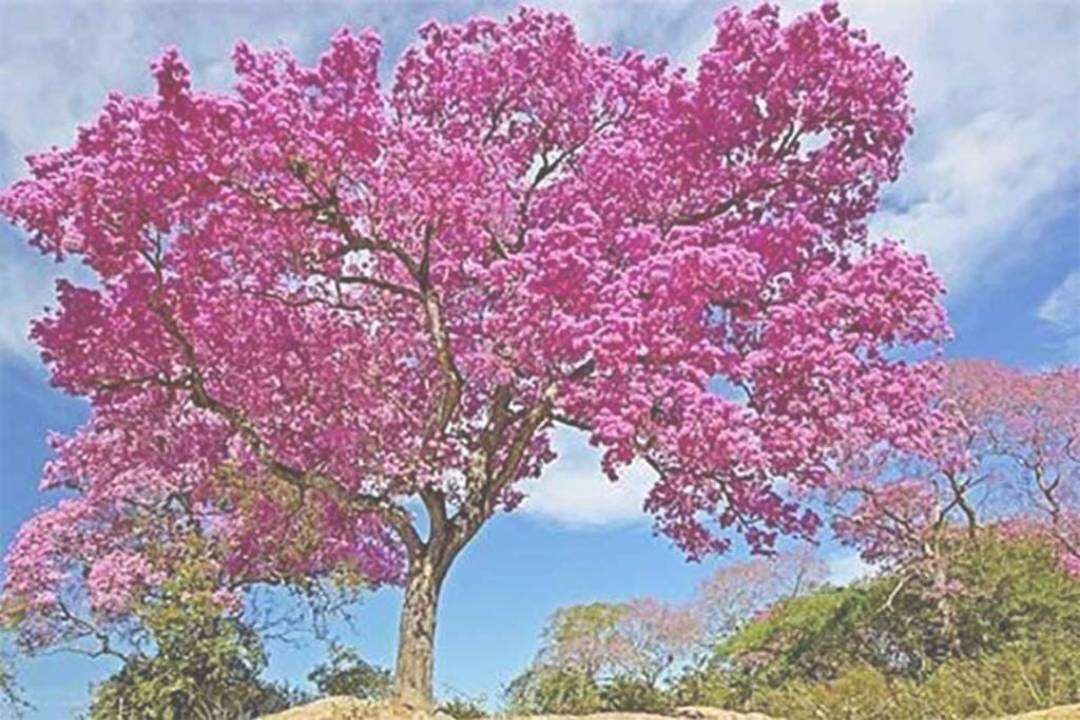 Palo de Rosa (Aniba rosaeodora Ducke)