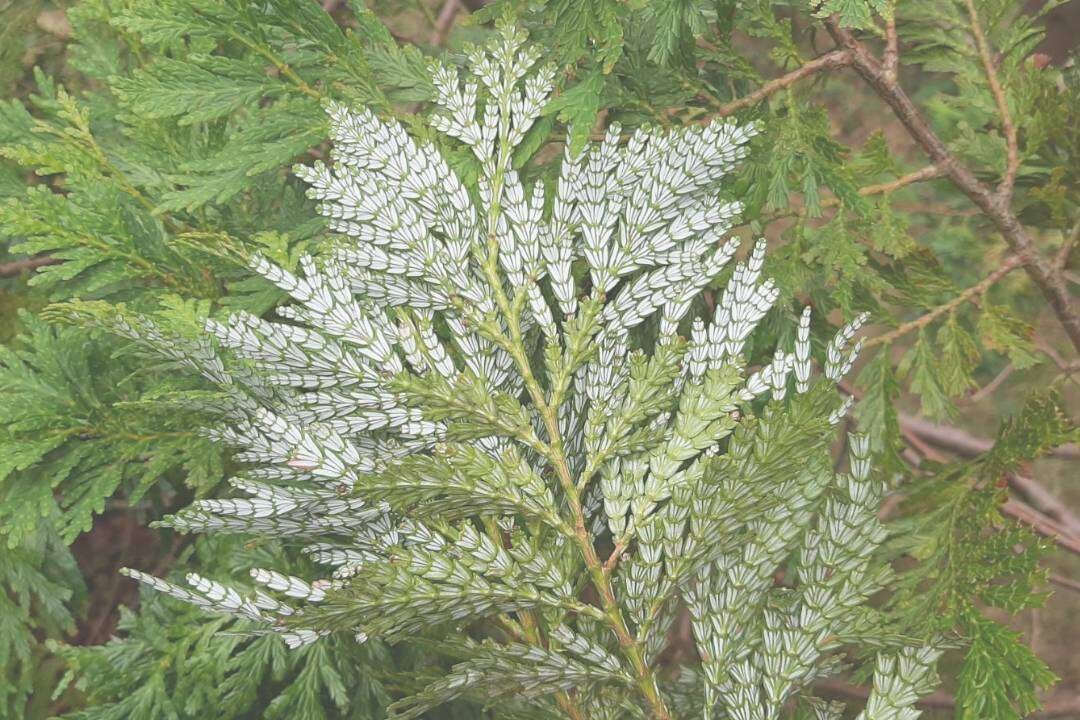 Palo de Siam (Fokienia hodginsii A. Henry & H. H. Thomas)