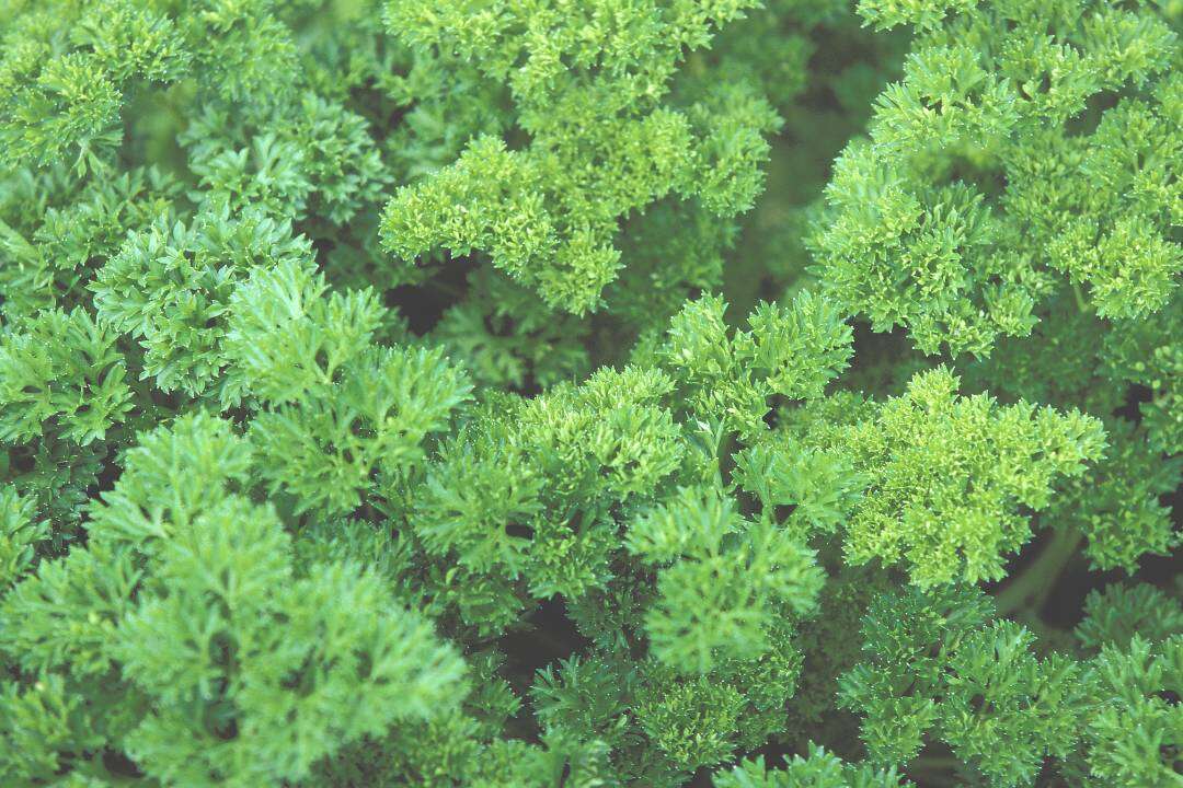 Perejil rizado (Petroselinum sativum Hoffm.)