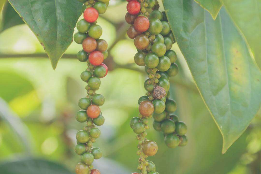 Pimienta Negra (Piper nigrum L.)