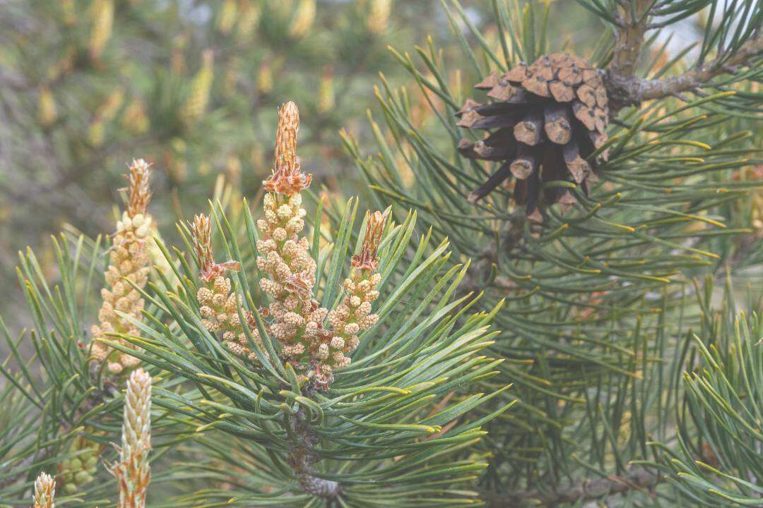 Pino Silvestre (Pinus sylvestris L.)