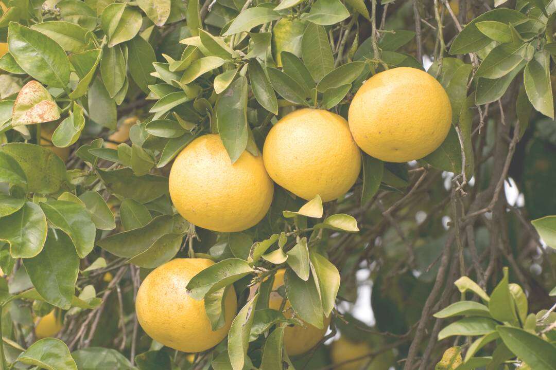 Pomelo (Citrus paradisi Macfad.)