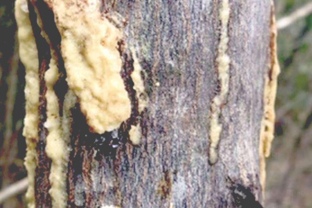 Resina de Benjuí (Styrax tonkinensis Craib)