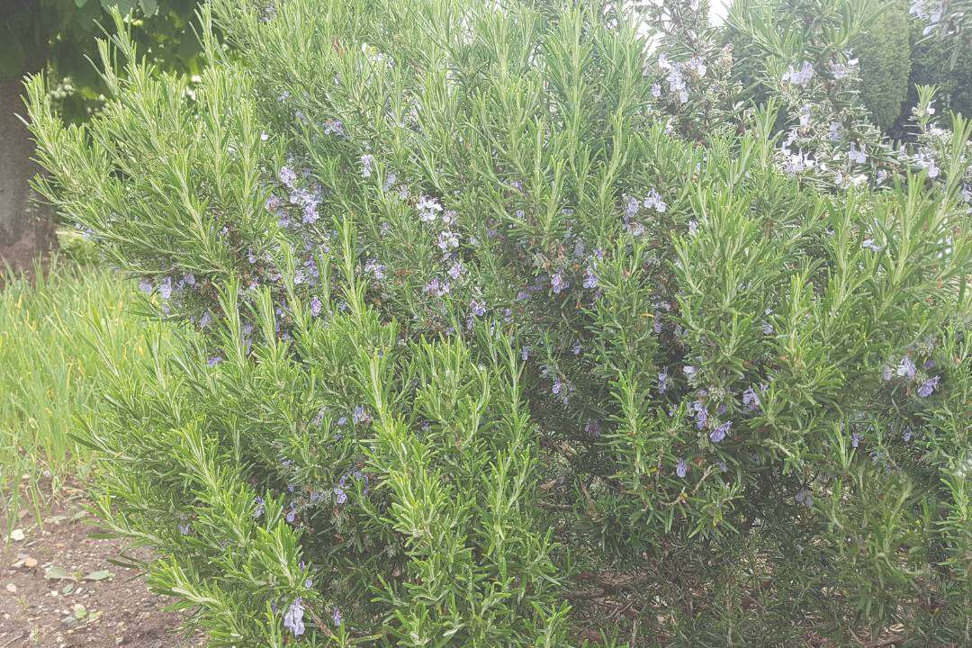 Romero Cineol (Rosmarinus officinalis L.)