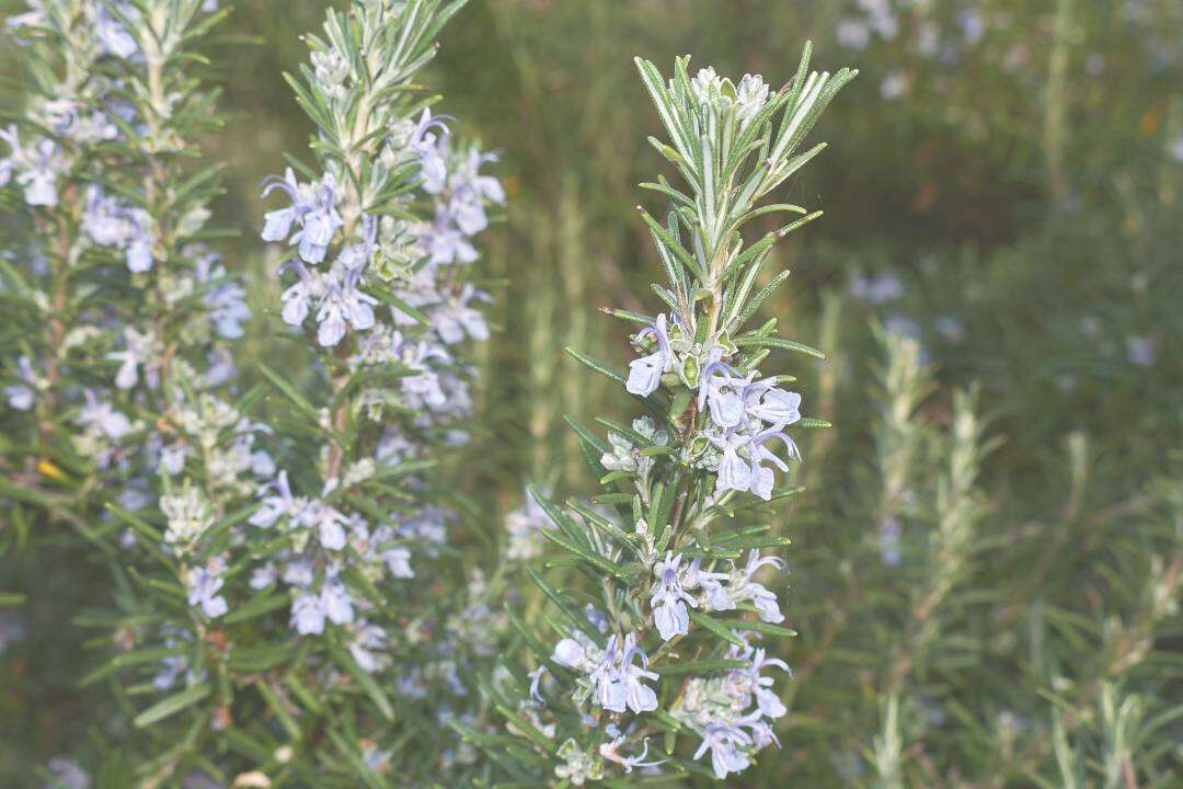 Romero Alcanfor (Rosmarinus officinalis L.)