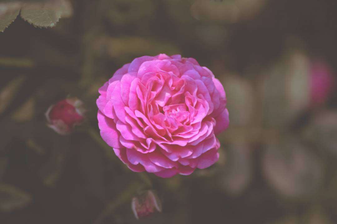 Rosa Damascena (Rosa x damascena Miller)