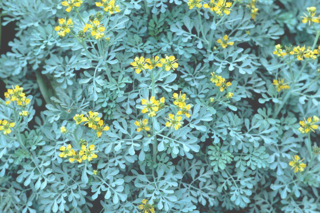 Ruda (Ruta graveolens L.)