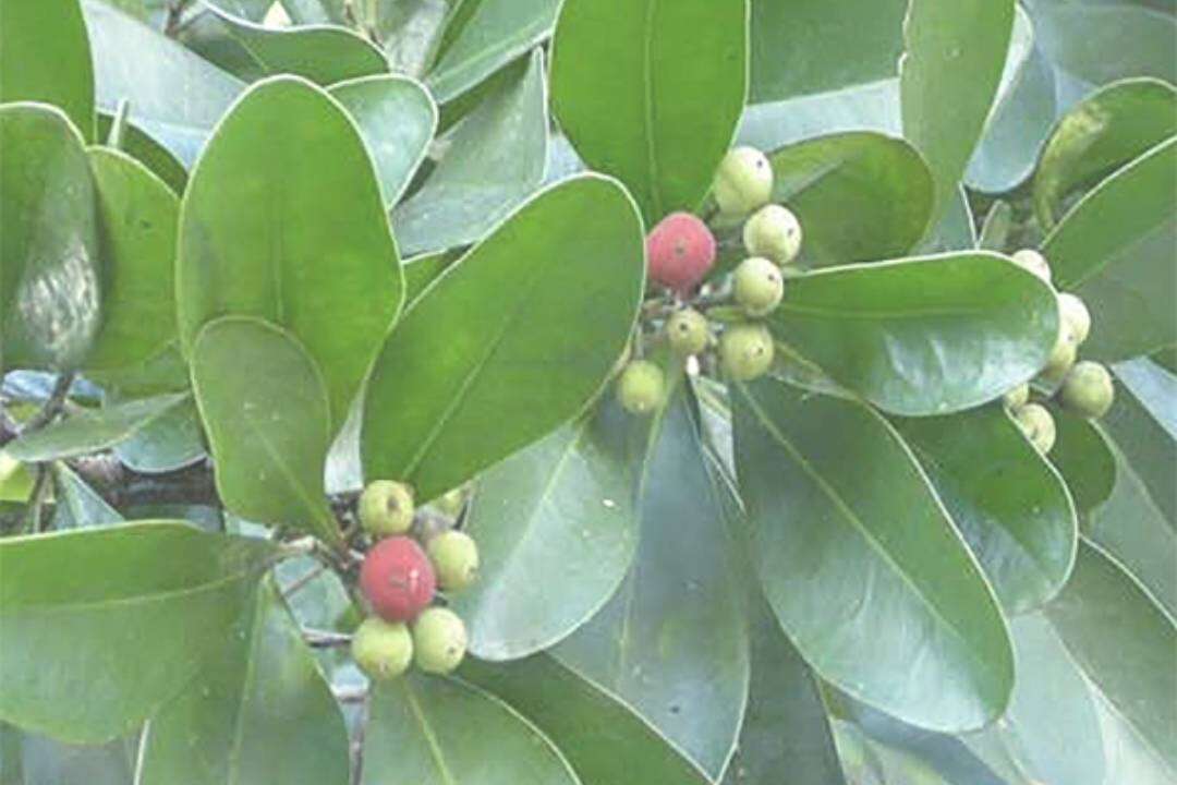 SARO - Mandravasarotra (Cinnamosma fragrans Baill.)