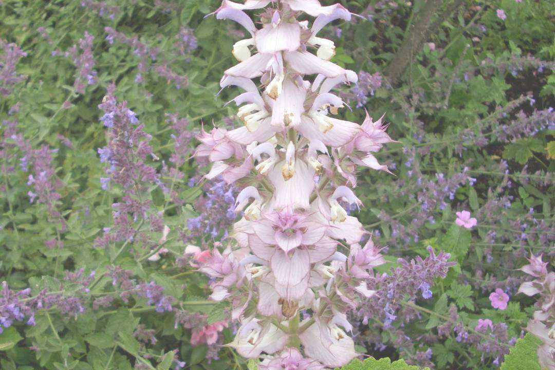Salvia Esclarea (Salvia sclarea L.)