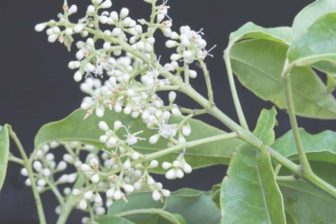 Sándalo Indias Occidentales (Amyris) (Amyris balsamifera L.)