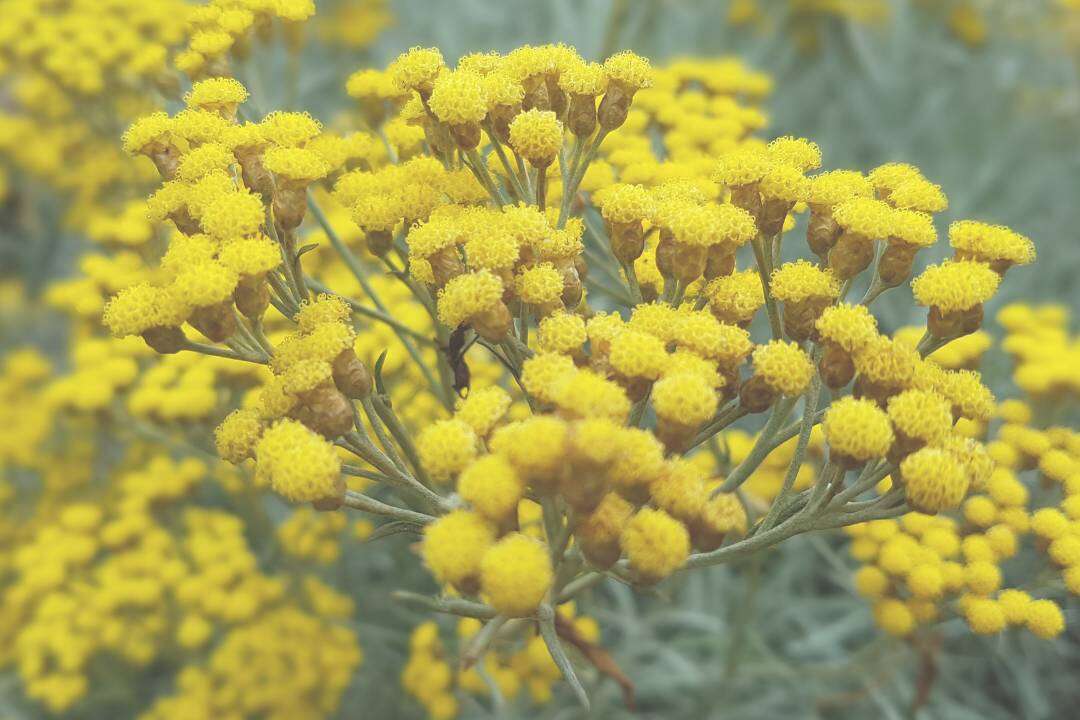 Siempreviva (Helichrysum italicum Roth)