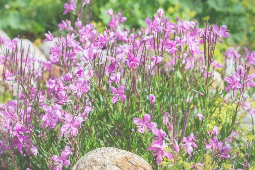 Té de Labrador (Ledum groenlandicum Oeder)