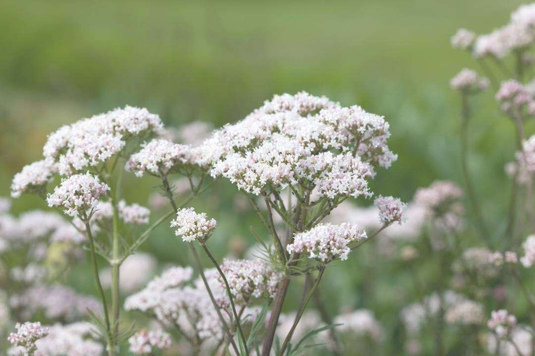 Valeriana (Valeriana officinalis L.)