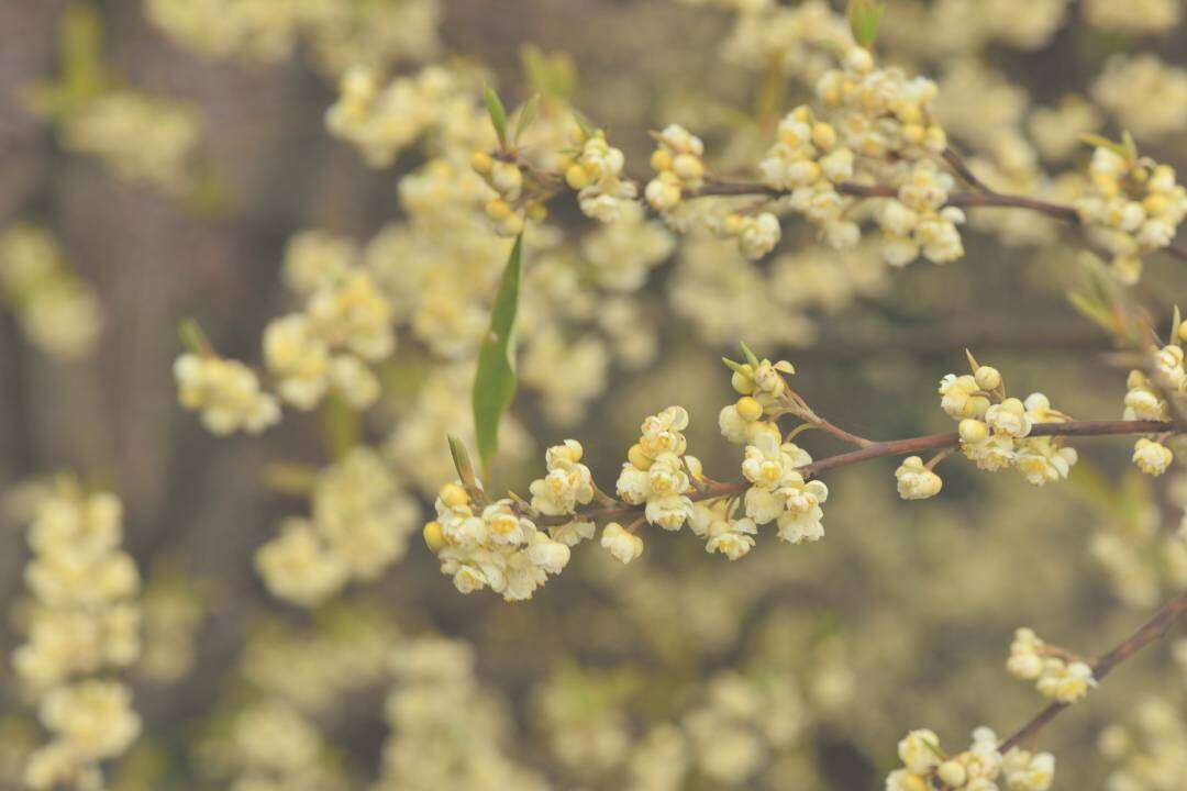 Verbena Exótica (Litsea) (Litsea cubeba Pers.)