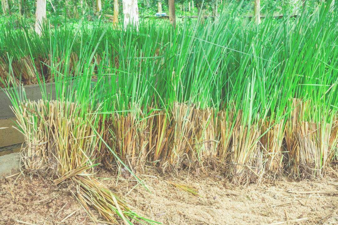 Vetiver (Vetiveria zizanoides L.)